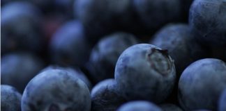 Arándanos de Sudáfrica: Cerca de 14% crecen envíos esta temporada 2025-26 Arándanos de Sudáfrica