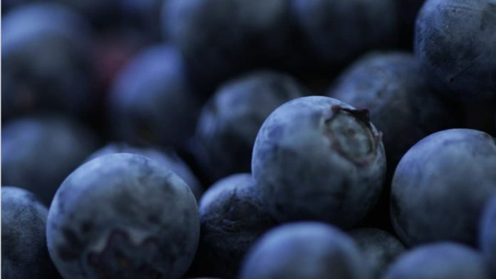 Arándanos de Sudáfrica