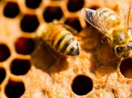 Argentina Encuentro Apicultura en Buenos Aires