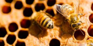 Argentina | Encuentro Apicultura en Buenos Aires Argentina Encuentro Apicultura en Buenos Aires