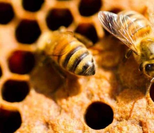 Argentina | Encuentro Apicultura en Buenos Aires Argentina Encuentro Apicultura en Buenos Aires