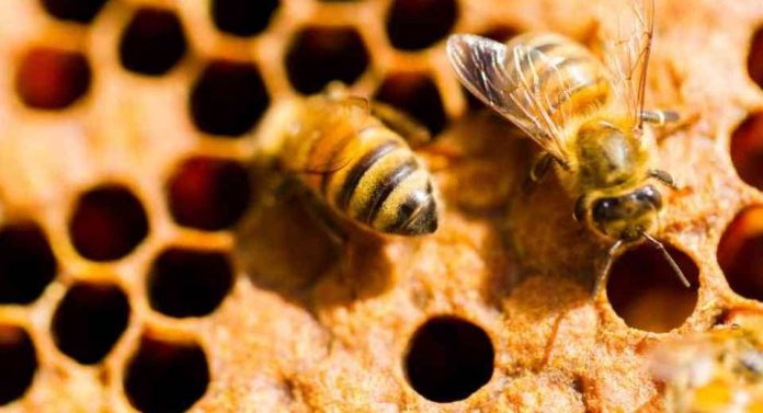 Argentina Encuentro Apicultura en Buenos Aires