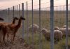 Argentina construirá muro de más de 300 kilómetros para proteger su ganadería