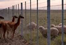 Argentina construirá muro de más de 300 kilómetros para proteger su ganadería
