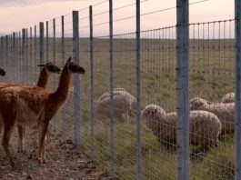 Argentina construirá muro de más de 300 kilómetros para proteger su ganadería