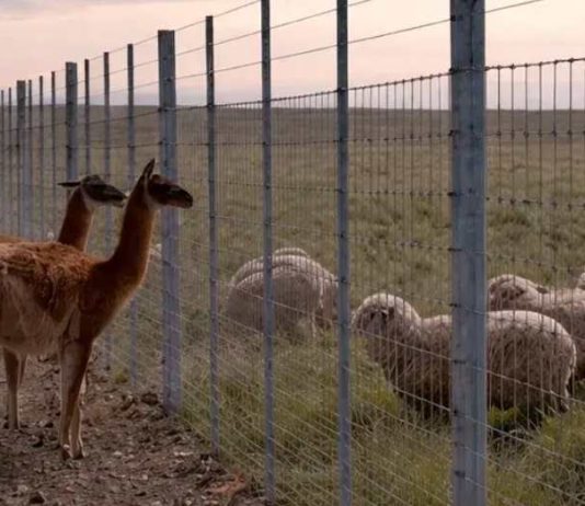 Argentina construirá muro de más de 300 kilómetros para proteger su ganadería