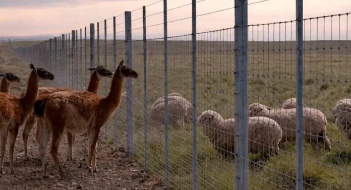 Argentina construirá muro de más de 300 kilómetros para proteger su ganadería