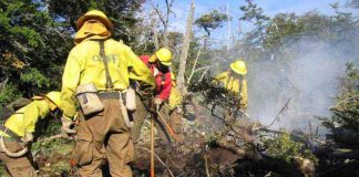 CONAF recibe Sello Buen Trato Ley Karin otorgado por la ACHS