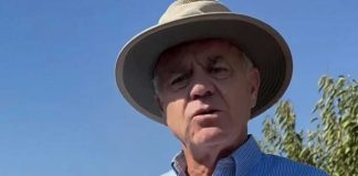 Cerezas chilenas: podrían reducirse hasta 30.000 hectáreas para frenar el exceso de oferta