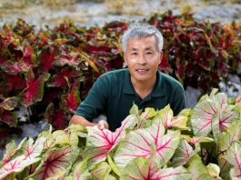 Cinco décadas de color: UF presenta sus caladios número 50 y 51