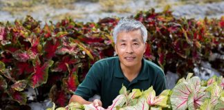 Cinco décadas de color: UF presenta sus caladios número 50 y 51