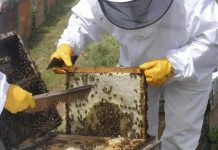 Cooperativas Agro-alimentarias de España advierte de la grave situación del sector apícola Cooperativas Agro-alimentarias de España advierte de la grave situación del sector apícola