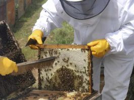 Cooperativas Agro-alimentarias de España advierte de la grave situación del sector apícola Cooperativas Agro-alimentarias de España advierte de la grave situación del sector apícola