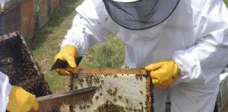 Cooperativas Agro-alimentarias de España advierte de la grave situación del sector apícola Cooperativas Agro-alimentarias de España advierte de la grave situación del sector apícola