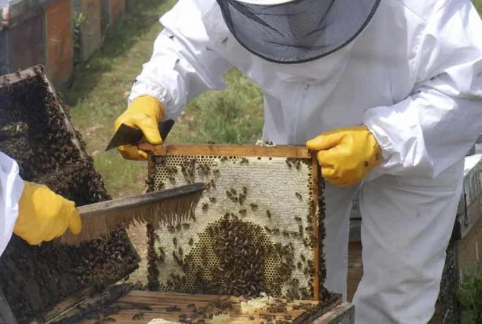 Cooperativas Agro-alimentarias de España advierte de la grave situación del sector apícola Cooperativas Agro-alimentarias de España advierte de la grave situación del sector apícola