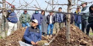 Cromatografía circular: nueva tecnología para el diagnóstico cualitativo de la fertilidad del suelo en cerezo