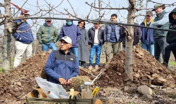 Cromatografía circular: nueva tecnología para el diagnóstico cualitativo de la fertilidad del suelo en cerezo