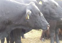 Detectan el primer caso de dermatosis nodular fuera de Cataluña