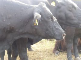 Detectan el primer caso de dermatosis nodular fuera de Cataluña Detectan el primer caso de dermatosis nodular fuera de Cataluña