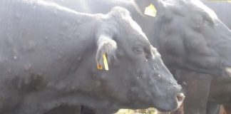 Detectan el primer caso de dermatosis nodular fuera de Cataluña Detectan el primer caso de dermatosis nodular fuera de Cataluña