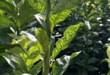 El IVIA cierra por precaución su banco de germoplasma ante la presencia de CYVCV