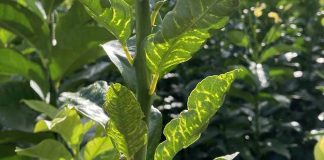 El IVIA cierra por precaución su banco de germoplasma ante la presencia de CYVCV