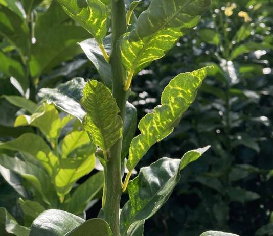 El IVIA cierra por precaución su banco de germoplasma ante la presencia de CYVCV