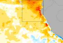 El Niño Costero 2026: prueba de madurez para el arándano peruano El Niño Costero 2026 prueba de madurez para el arándano peruano