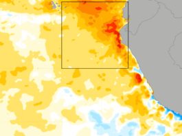 El Niño Costero 2026: prueba de madurez para el arándano peruano El Niño Costero 2026 prueba de madurez para el arándano peruano
