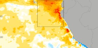 El Niño Costero 2026 prueba de madurez para el arándano peruano