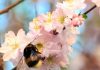 España Los abejorros mejoran el rendimiento, calibre y rentabilidad en cerezos y almendros tempranos