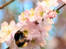España | Los abejorros mejoran el rendimiento, calibre y rentabilidad en cerezos y almendros tempranos España Los abejorros mejoran el rendimiento, calibre y rentabilidad en cerezos y almendros tempranos