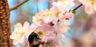 España Los abejorros mejoran el rendimiento, calibre y rentabilidad en cerezos y almendros tempranos