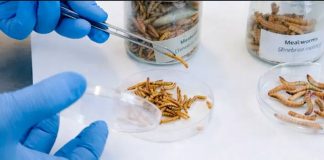 Europa | ¿Insectos en la dieta de rumiantes? Científicos europeos prueban nueva grasa