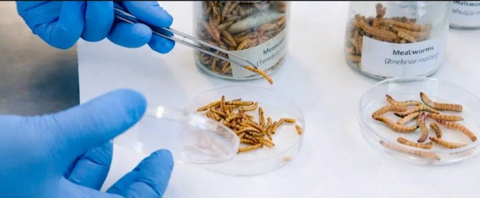 Europa | ¿Insectos en la dieta de rumiantes? Científicos europeos prueban nueva grasa