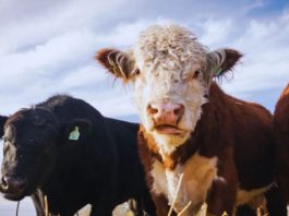 Ganadería ConCiencia