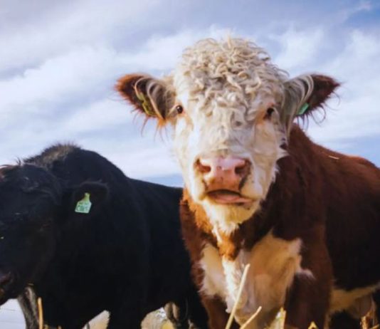 Ganadería ConCiencia