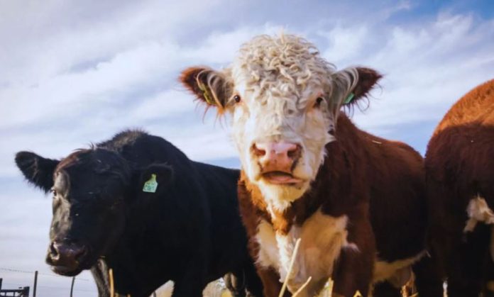 Ganadería ConCiencia