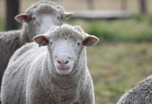 INIA pone en marcha Banco de Recursos Zoogenéticos de Chile en Aysén INIA pone en marcha Banco de Recursos Zoogenéticos de Chile en Aysén