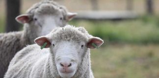 INIA pone en marcha  Banco de Recursos Zoogenéticos de Chile en Aysén