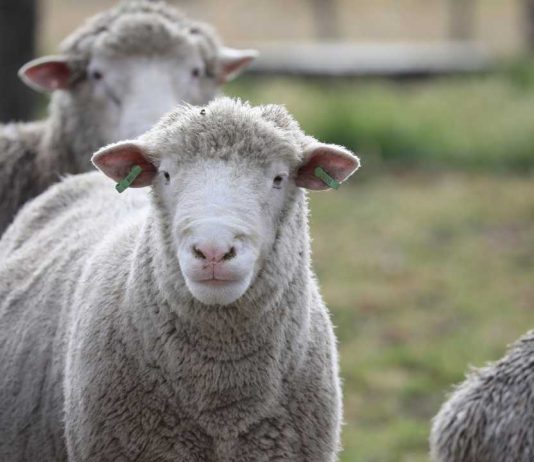 INIA pone en marcha  Banco de Recursos Zoogenéticos de Chile en Aysén