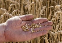 La industria semillera celebró el giro oficial hacia UPOV 91 La industria semillera celebró el giro oficial hacia UPOV 91 y habló de “una decisión estructural” para recuperar competitividad