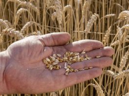 La industria semillera celebró el giro oficial hacia UPOV 91 La industria semillera celebró el giro oficial hacia UPOV 91 y habló de “una decisión estructural” para recuperar competitividad