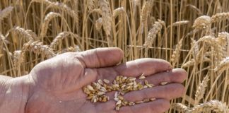 La industria semillera celebró el giro oficial hacia UPOV 91 La industria semillera celebró el giro oficial hacia UPOV 91 y habló de “una decisión estructural” para recuperar competitividad