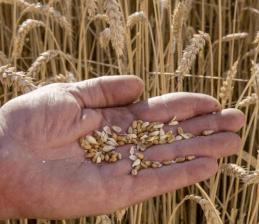 La industria semillera celebró el giro oficial hacia UPOV 91 La industria semillera celebró el giro oficial hacia UPOV 91 y habló de “una decisión estructural” para recuperar competitividad