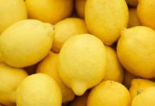 Marruecos alcanza su mayor volumen de exportación de limones de las últimas cinco temporadas