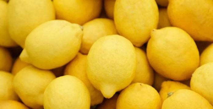 Marruecos alcanza su mayor volumen de exportación de limones de las últimas cinco temporadas