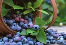 Penta invertirá US$60 millones en 400 hectáreas de arándanos en Trujillo