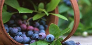 Penta invertirá US$60 millones en 400 hectáreas de arándanos en Trujillo