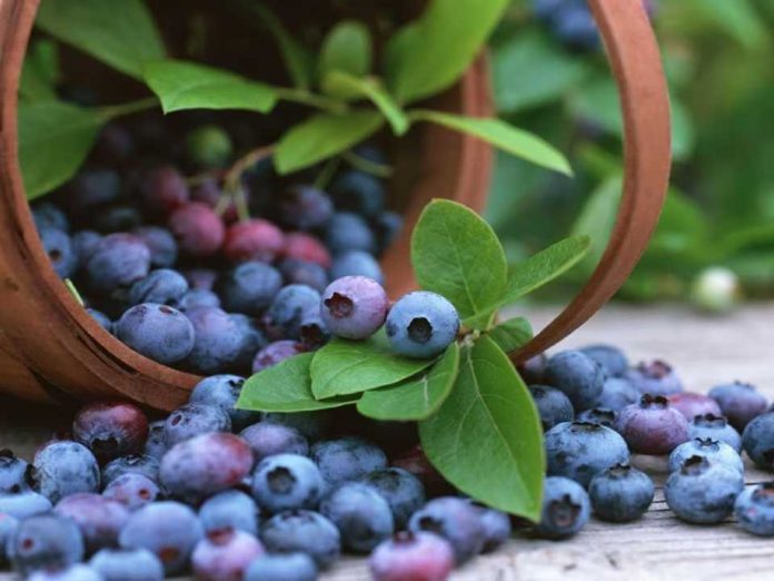 Penta invertirá US$60 millones en 400 hectáreas de arándanos en Trujillo